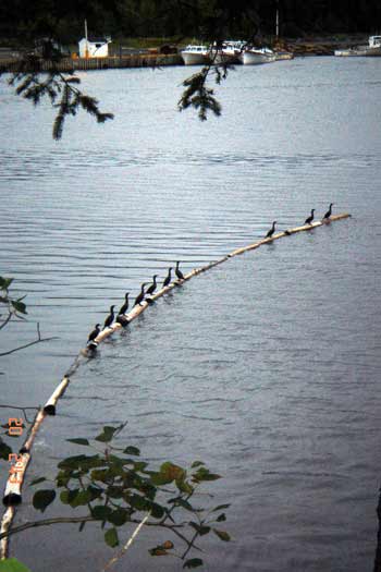 cormorants in line